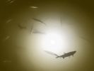 White Apollo Underwater LED Lighting System (80 foot power cord)