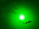 Green Apollo Underwater LED Lighting System (120 foot power cord)