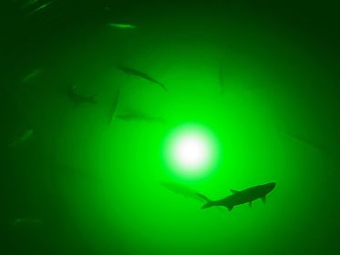 Green Apollo Underwater LED Lighting System (120 foot power cord)