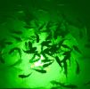 Green Mega-Watt Underwater LED Lighting System (120 foot power cord)
