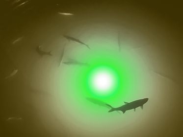 Green/White Apollo Iris Underwater LED Lighting System (120 foot power cord)