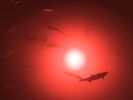 Red Apollo Underwater LED Lighting System (120 foot power cord)