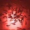 Red Mega-Watt Underwater LED Lighting System (40 foot power cord)
